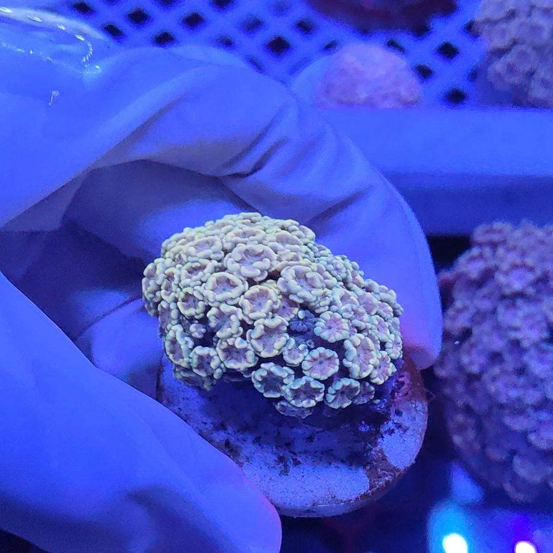 智海珊瑚不支持退货不包邮接受下单