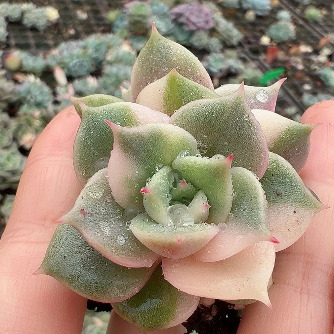 贝加尔湖锦，均匀花脸，双头带锦