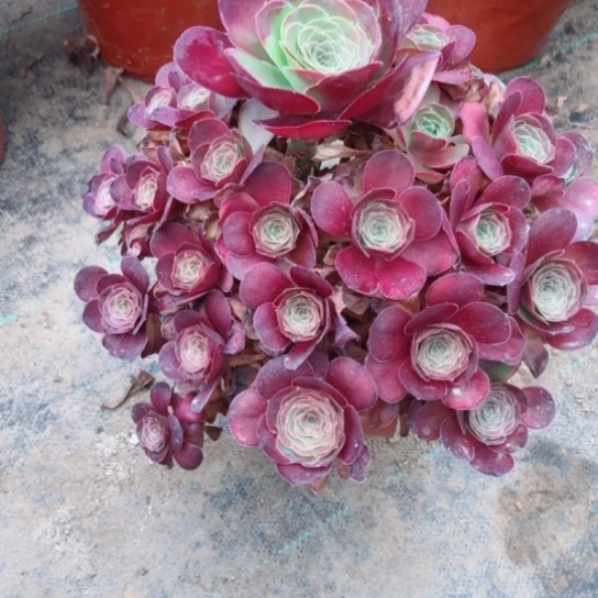 听***雨无花朵魅金玫瑰法师多肉植物45号
