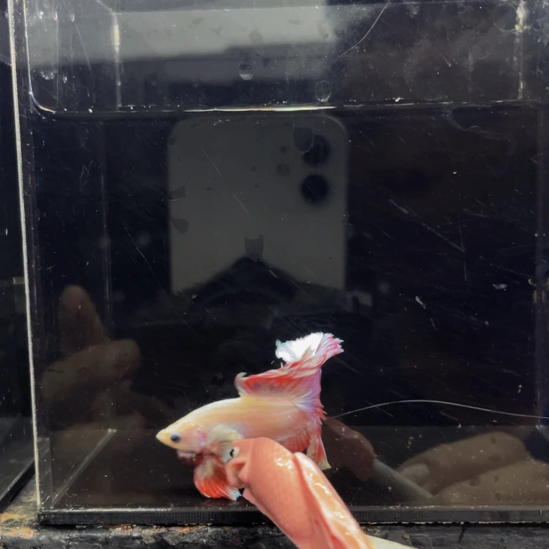 蓝口孵鱼Hahahah457