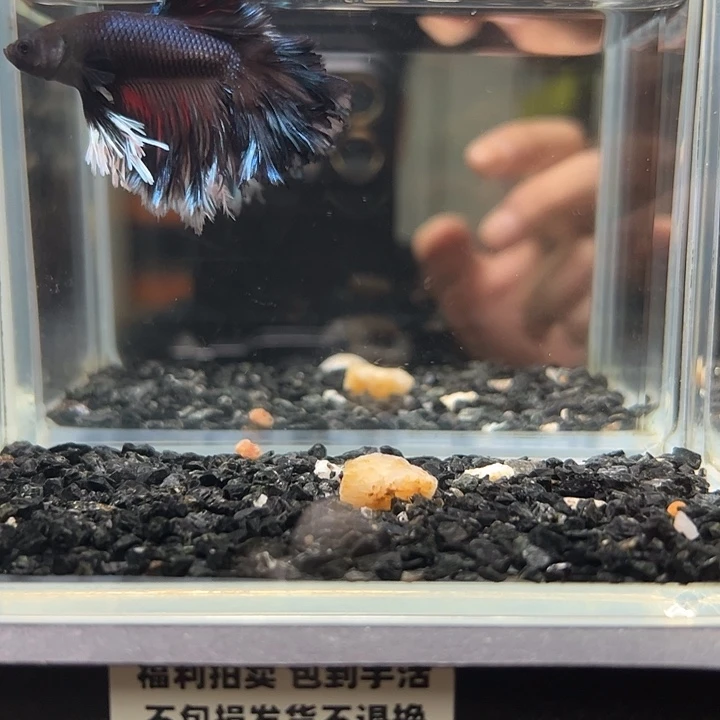 斗鱼竞拍跑单拉黑18