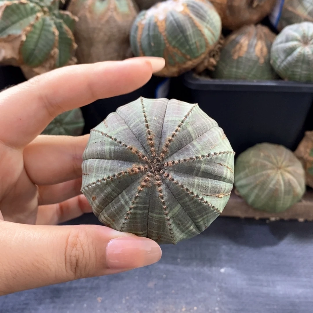 3欧系实生布纹球 一物一拍