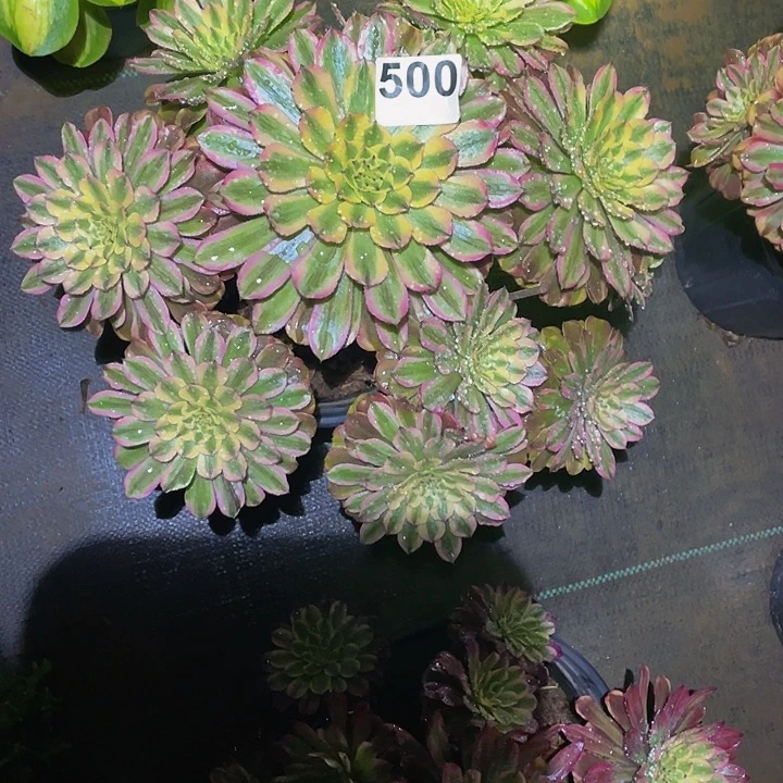 多肉法师500号夕颜发货不包损
