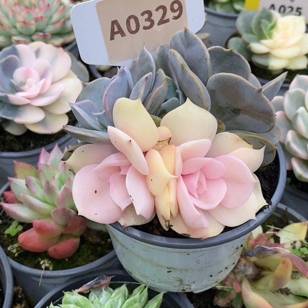 329哈哈哈哈哈哈哈