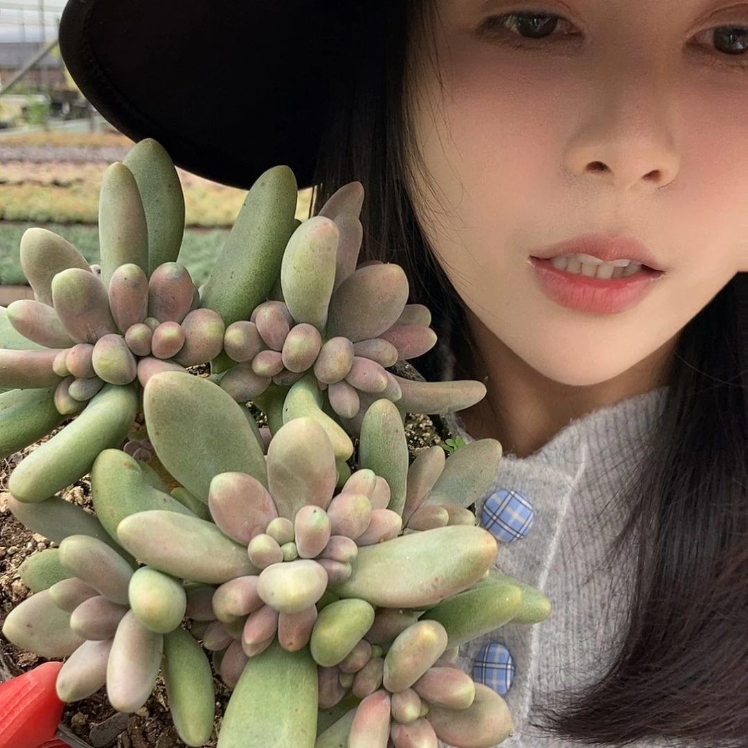 糖果美人小黑圆盆随机