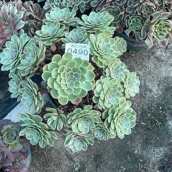 0490粉花妖多肉植物