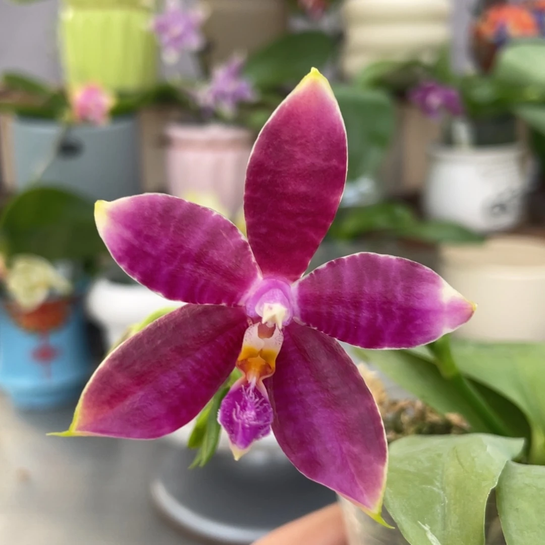 完全开放白虎交蓝豹，2.5杯开花株