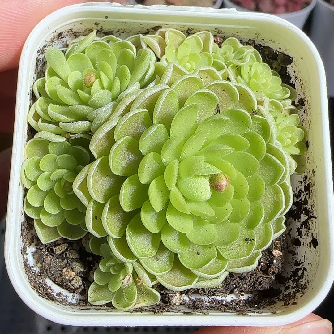 多肉1220-91捕虫堇