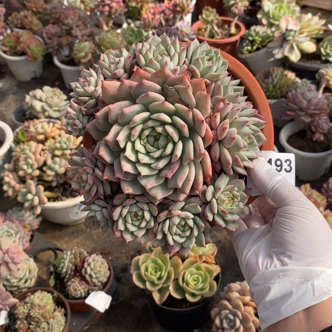 493不知名一物一拍