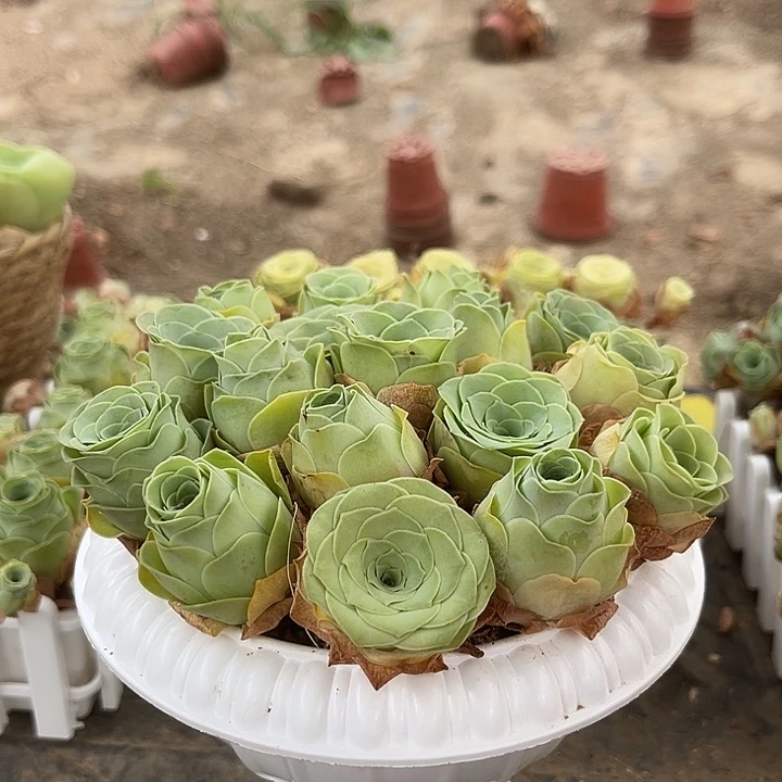 混播玫瑰18个带罗马盆