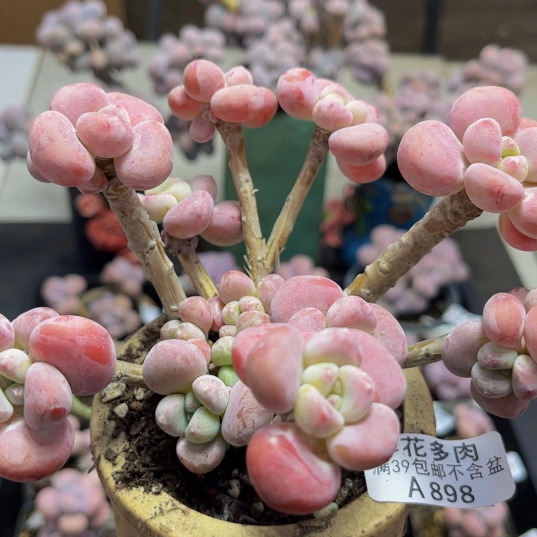 898/10cm腰子洛神多肉