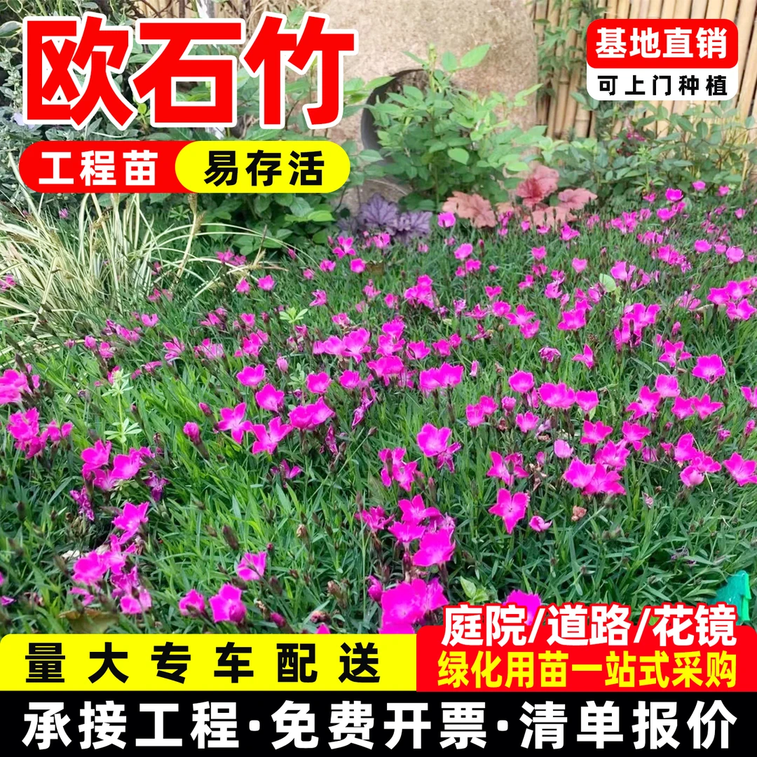 欧石竹花苗石竹花带花苞四季草皮室外季节易活耐寒植物庭院花期长