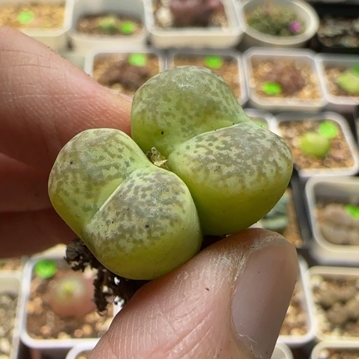 杂交漂亮多肉植物71