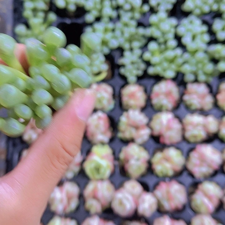 精品五十玲玉多肉植物