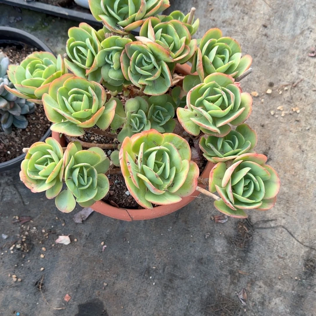 多肉植物多肉植物