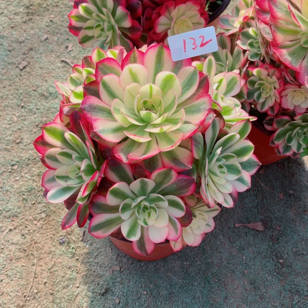 132倾城法师多肉植物