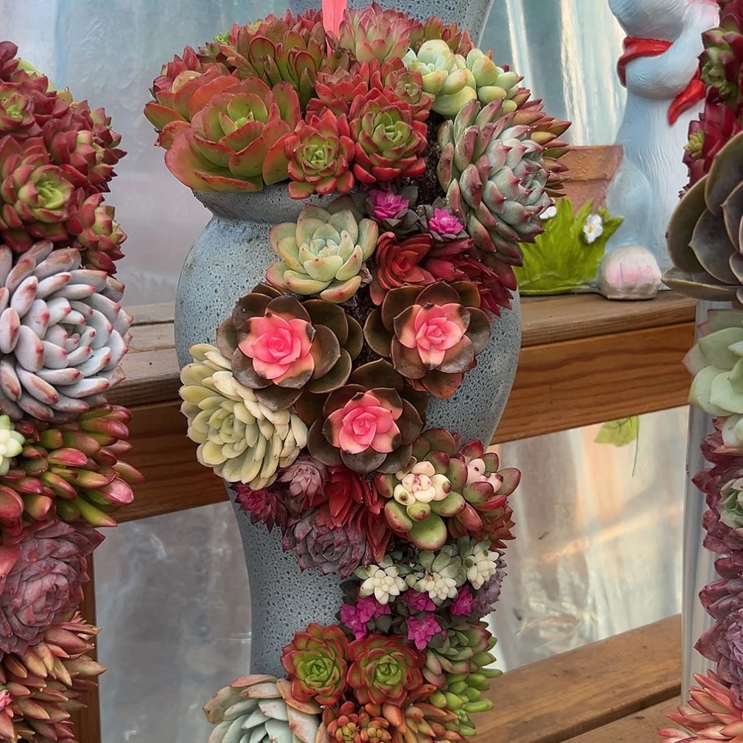 119龙凤花园组合多肉