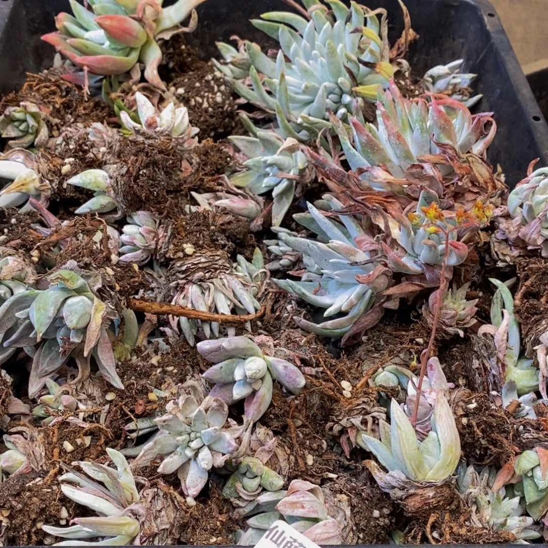 085多肉植物保护研究所所长助理