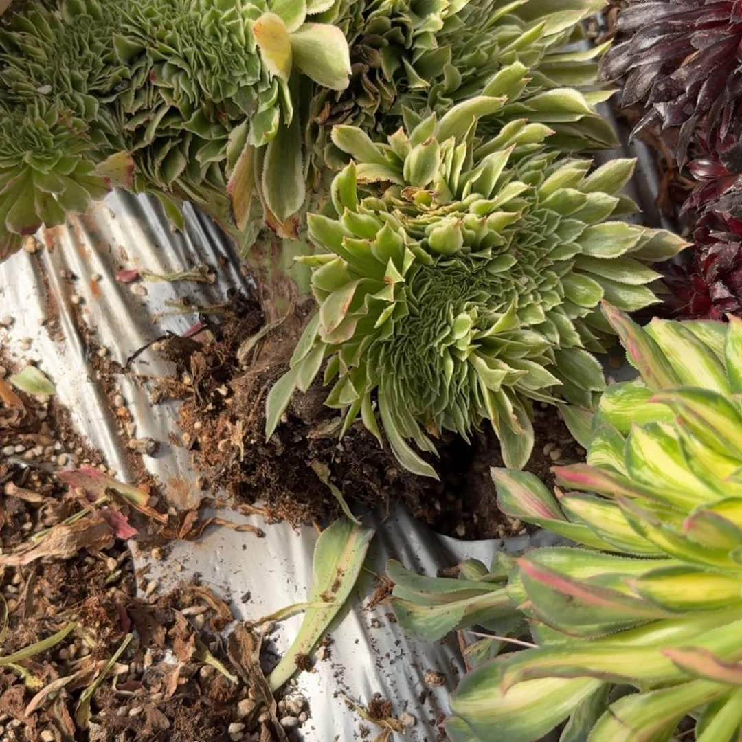 你4272 号法师多肉植物特价