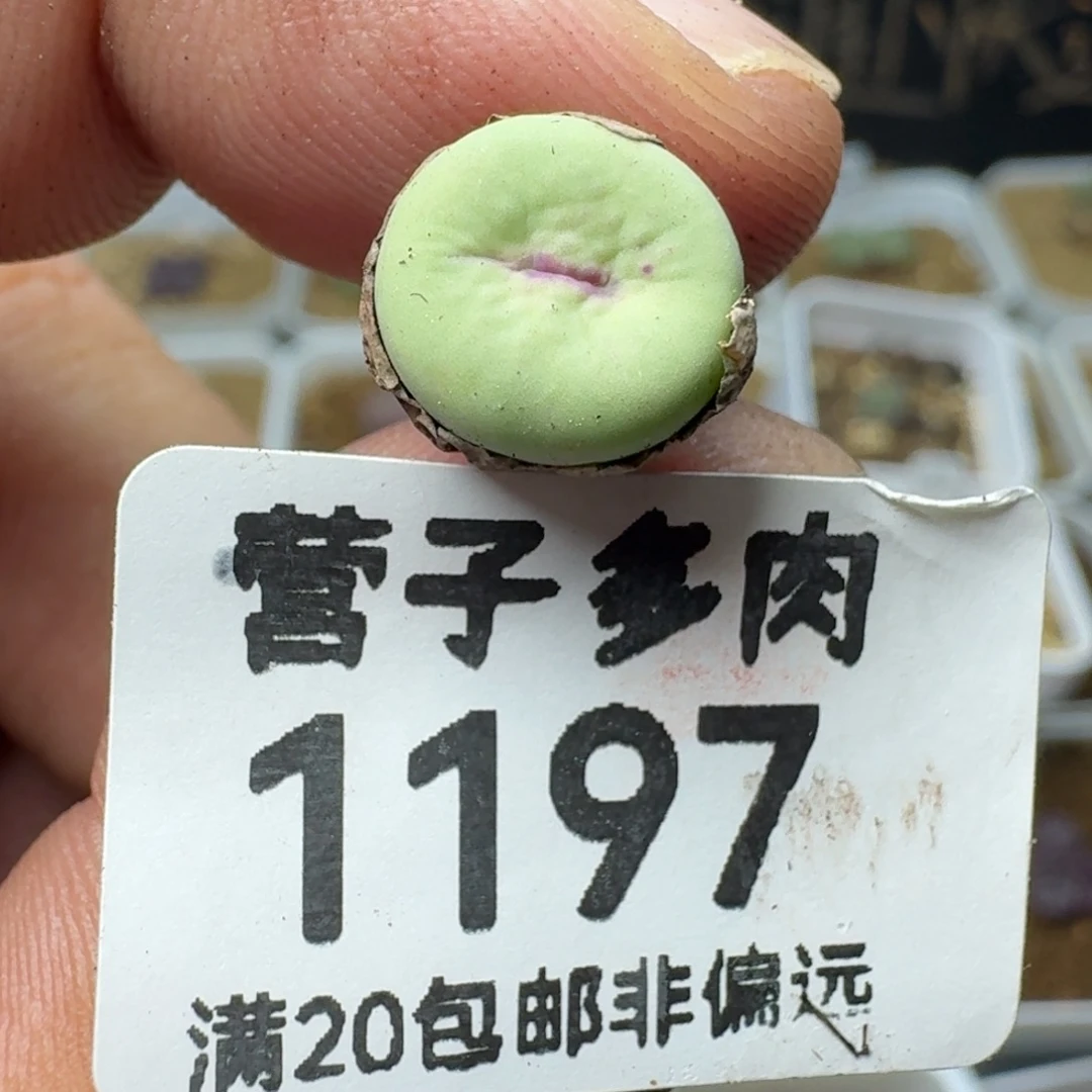 紫皮大红嘴
