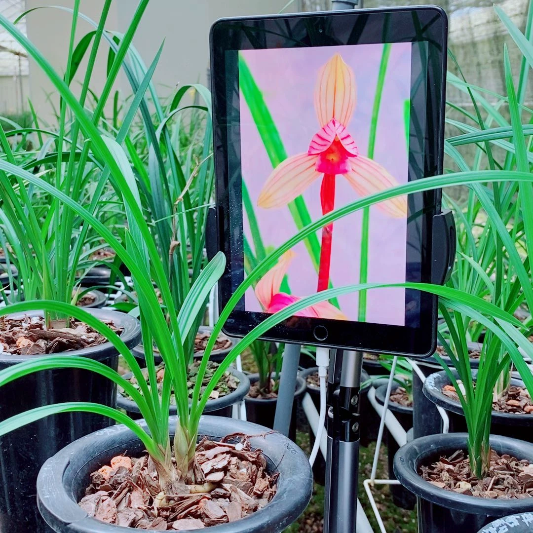 当前无花栽培后可以开花