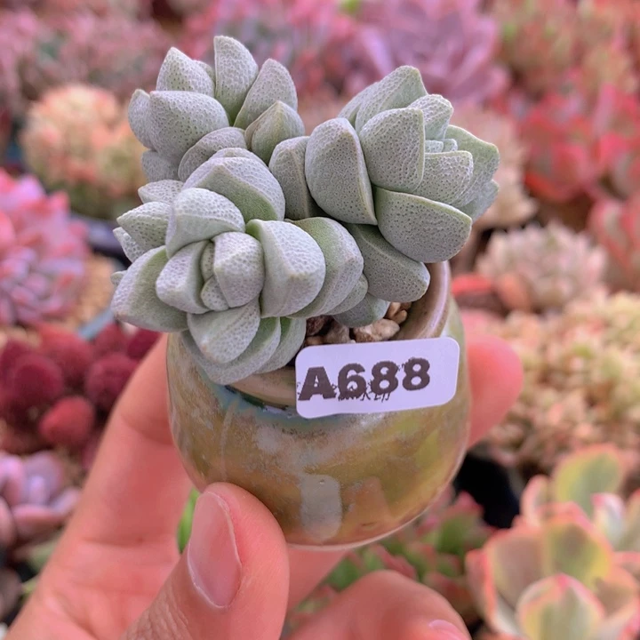 一物一拍含盆土满38包邮A688