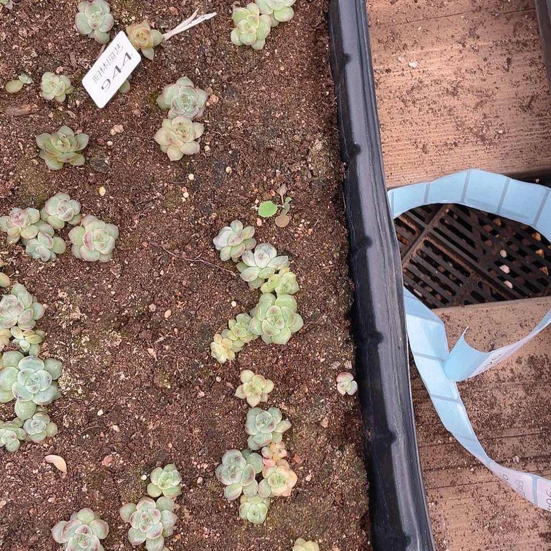 M***琪多肉植物多肉植物944