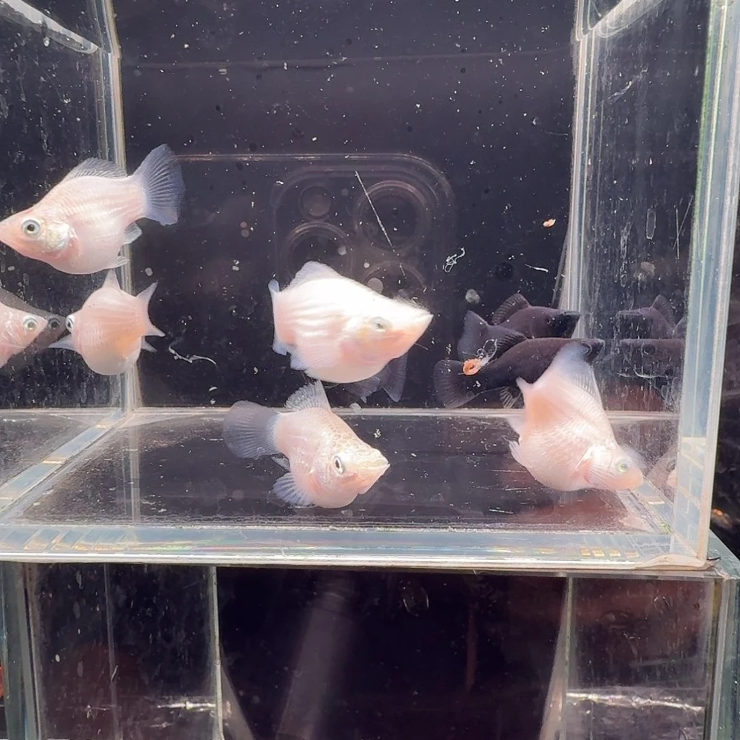 孔雀鱼玛丽球8条不打对
