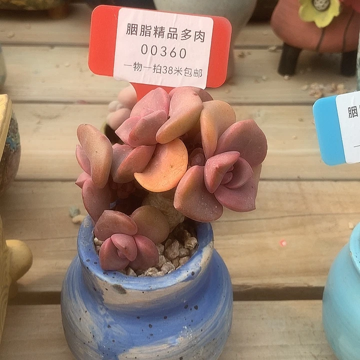 00360哈过凑加油璐璐兔