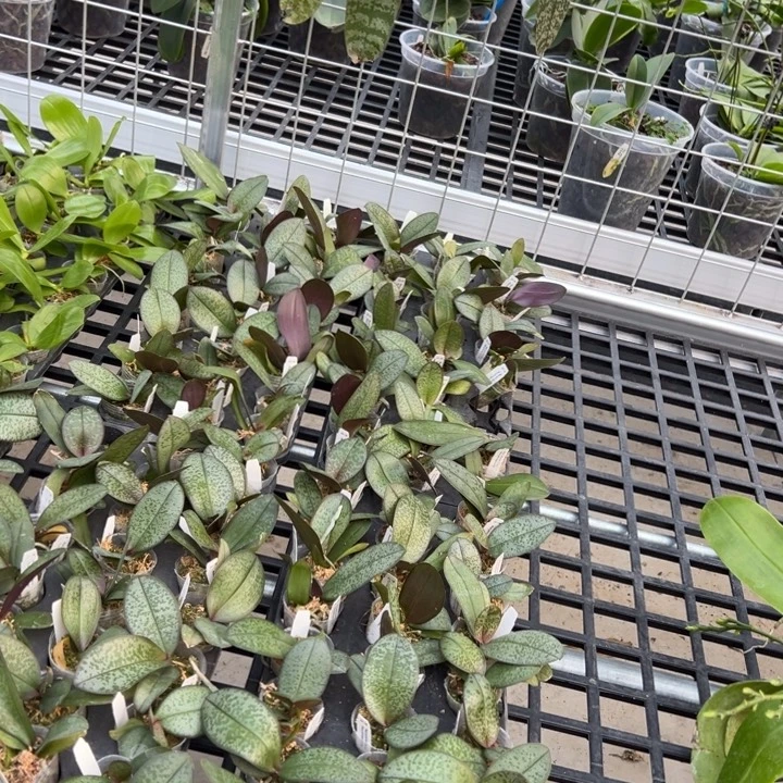 不开花植物西X菲1.7