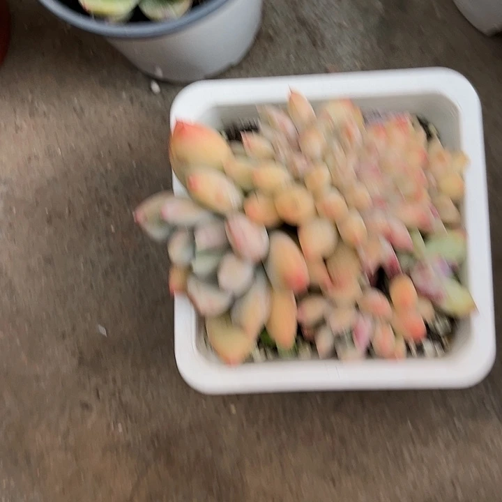 缀46788997朵莲花@kmm