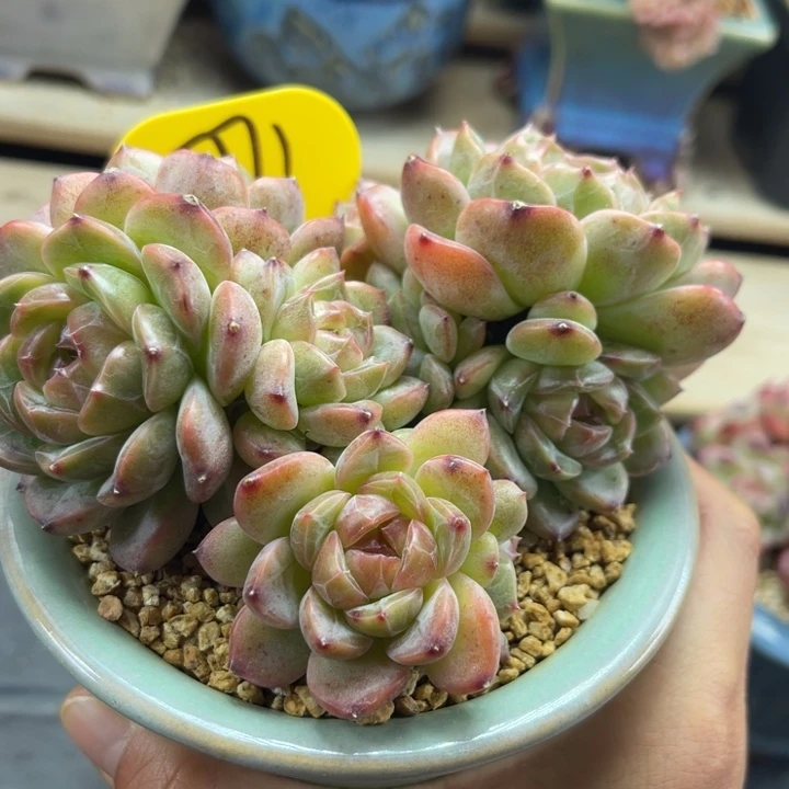 油透暗纹珍妮老桩5771