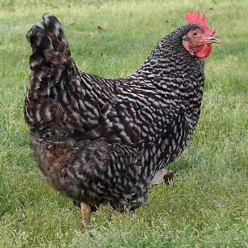 宠物鸡  芦花鸡  活鸡 包邮 农家散养土鸡