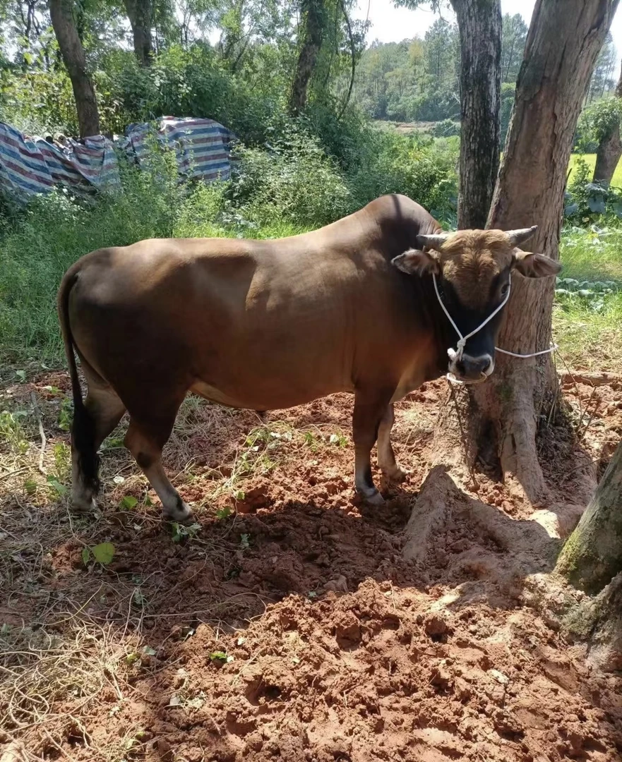 【顺丰冷链包邮】1-贵州高山散养土黄牛
