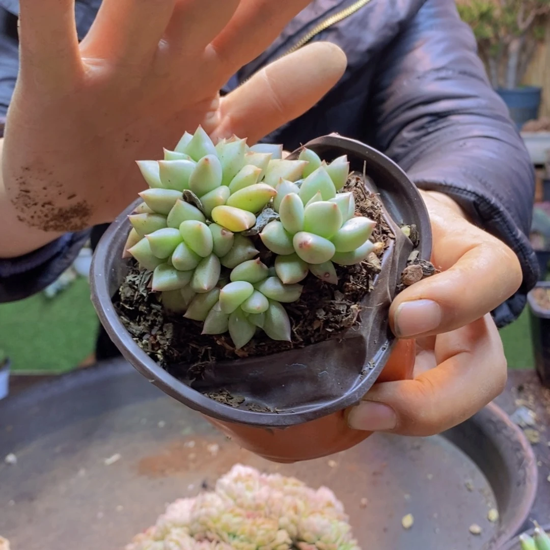 L**a341号黄像000000