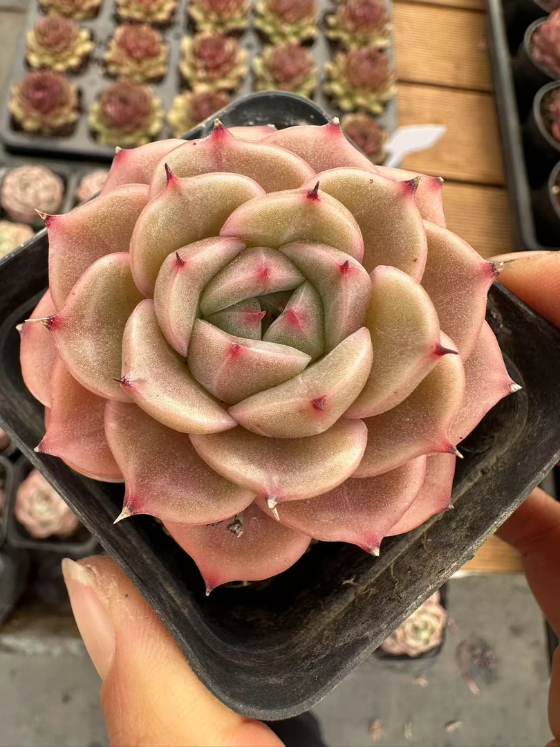 7#朗姆酒单双混发  前男友精品多肉A8