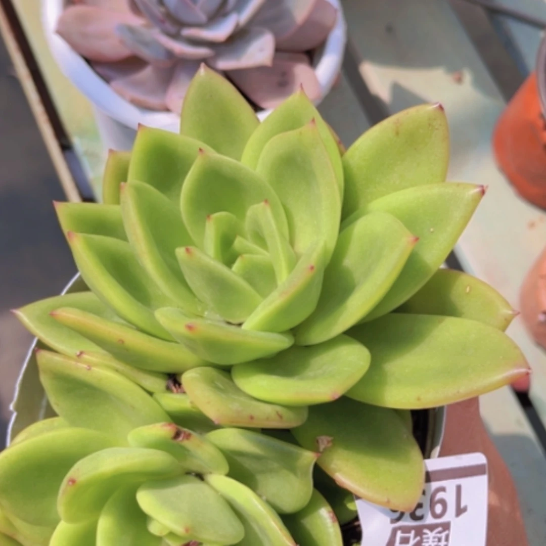 【闪购商品】翠花1936