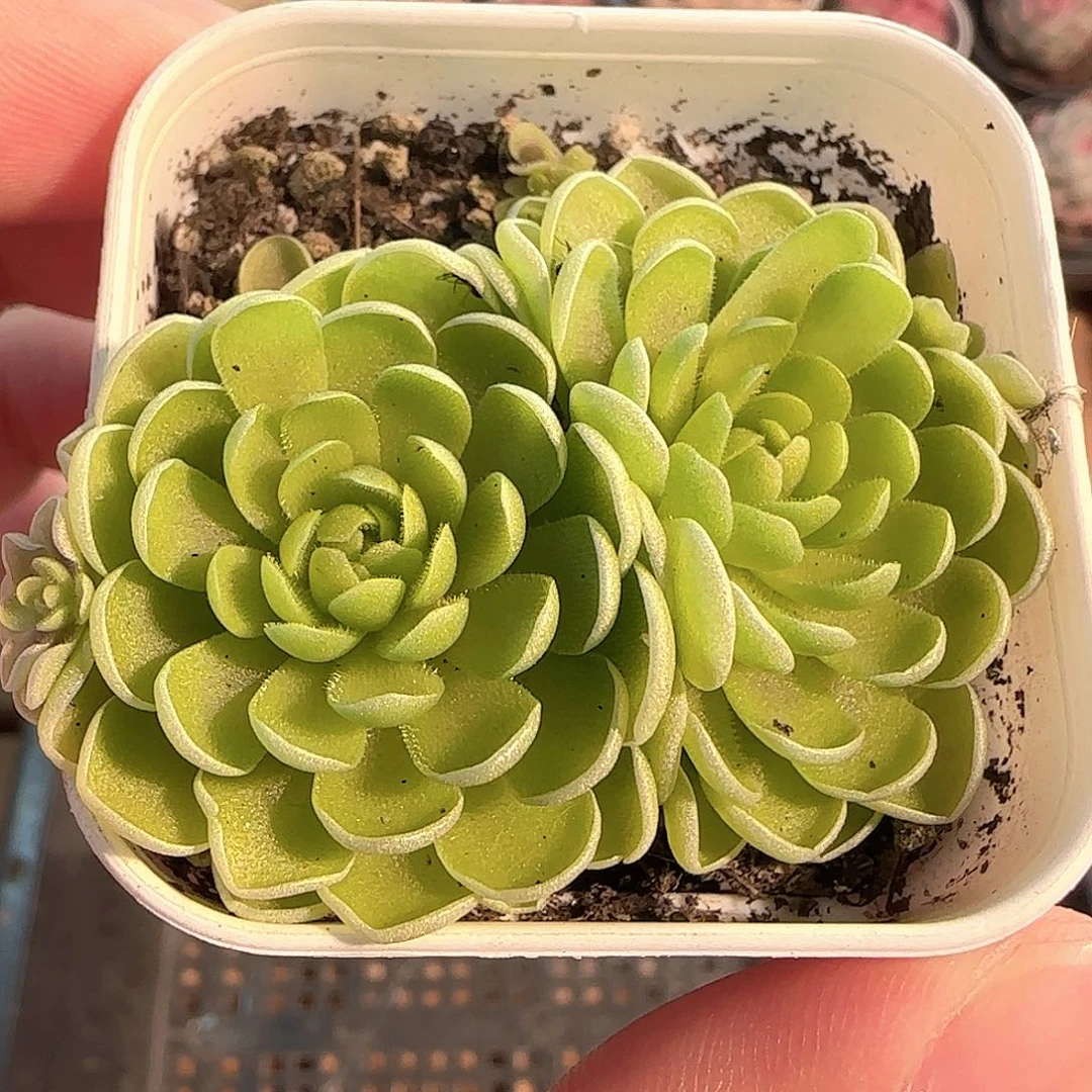 多肉1207-92捕虫堇