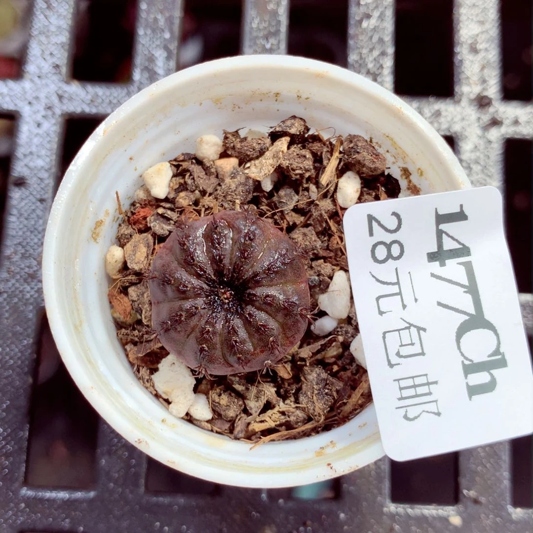 5厘米盆精控多肉1477