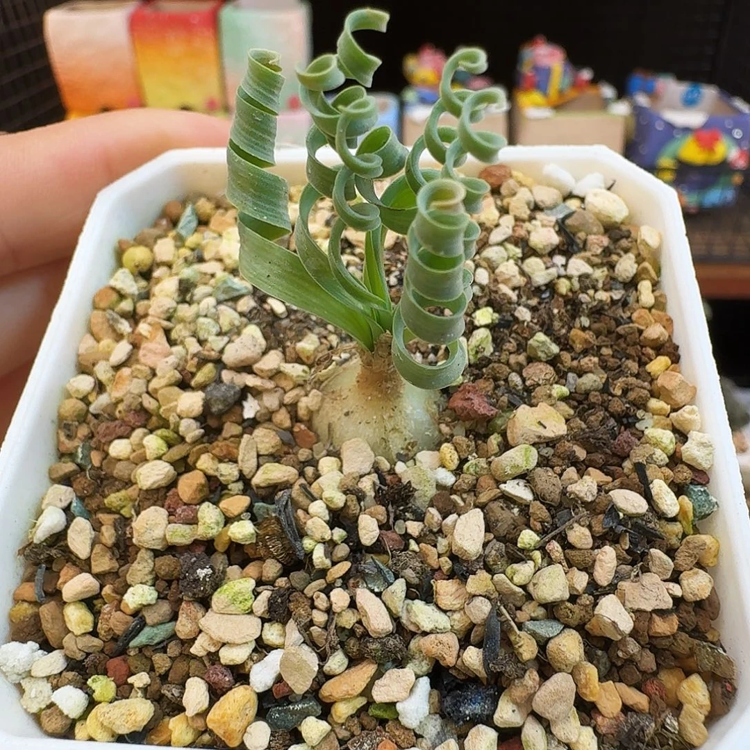多肉植物福利风铃493贵妃弹簧草