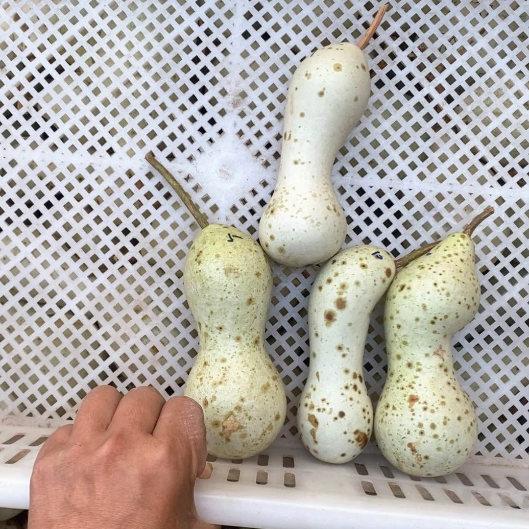 ～*浩文玩葫芦青皮葫芦