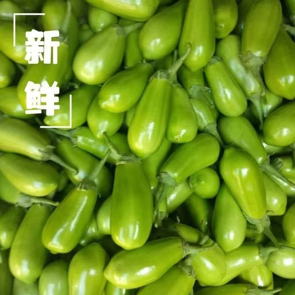 新鲜绿茄子农家自种新鲜绿茄子现摘现发鲜甜