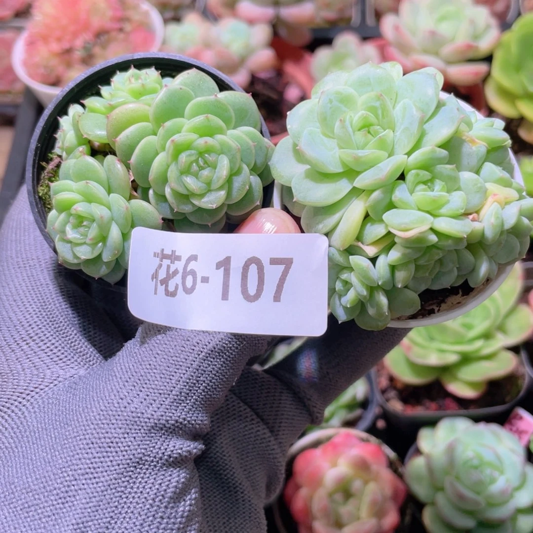 花利美 6-107新品珍妮2颗