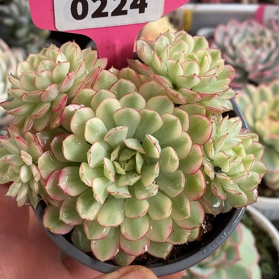 224梦幻玫瑰群生哈哈哈哈