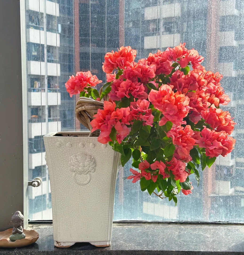 阿奴娜三角梅（一物一拍）