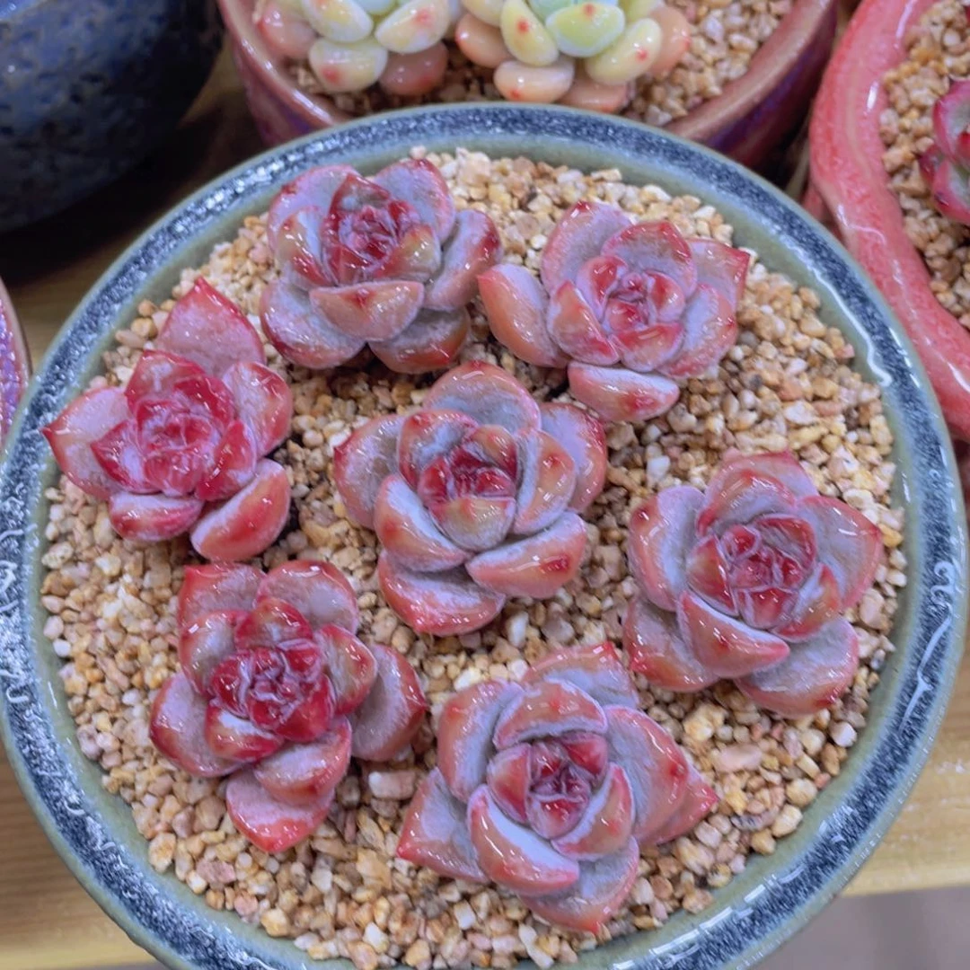 全状态糖心星星雪单头七个