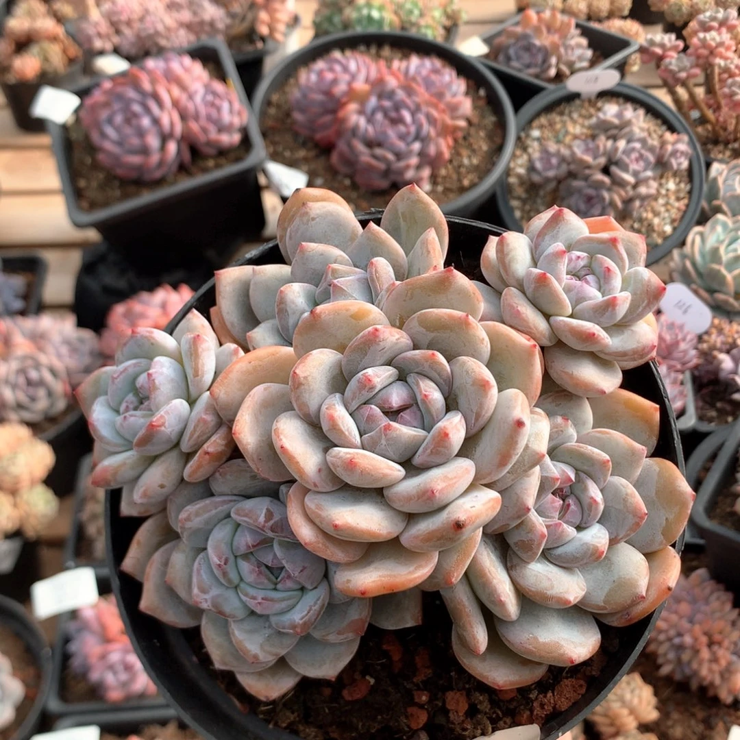 15厘米六头石榴籽捧花 无砍 5098