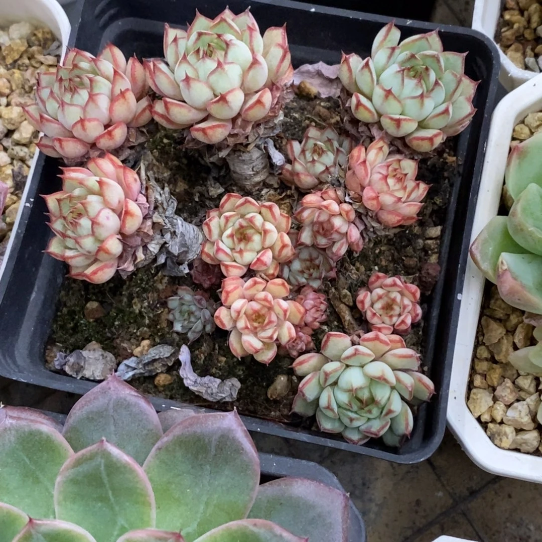 精品多肉一物一拍不包整35