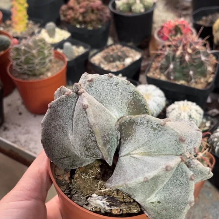 仙人球一物一拍实生