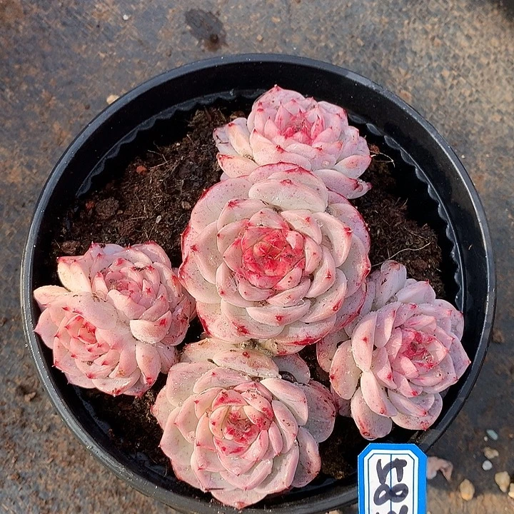 583天鹅绒一物一拍多肉